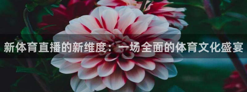 新体育直播的新维度：一场全面的体育文化盛宴